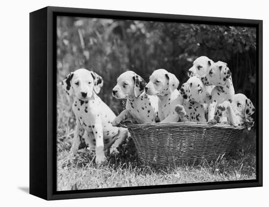 Six of the Puppies are Crowded in the Basket the Seventh is the Clever One as He Sits Outside It-Thomas Fall-Framed Premier Image Canvas