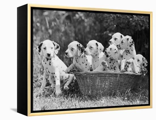 Six of the Puppies are Crowded in the Basket the Seventh is the Clever One as He Sits Outside It-Thomas Fall-Framed Premier Image Canvas