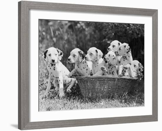 Six of the Puppies are Crowded in the Basket the Seventh is the Clever One as He Sits Outside It-Thomas Fall-Framed Photographic Print