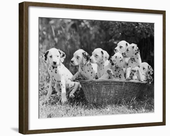 Six of the Puppies are Crowded in the Basket the Seventh is the Clever One as He Sits Outside It-Thomas Fall-Framed Photographic Print