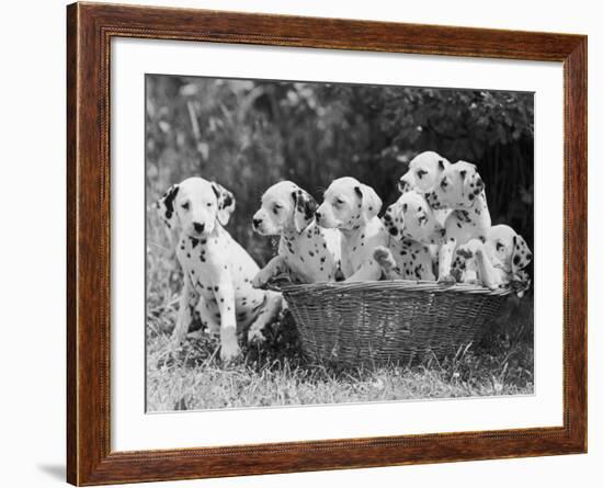 Six of the Puppies are Crowded in the Basket the Seventh is the Clever One as He Sits Outside It-Thomas Fall-Framed Photographic Print