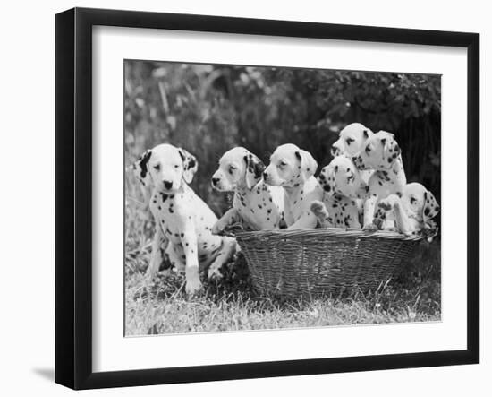 Six of the Puppies are Crowded in the Basket the Seventh is the Clever One as He Sits Outside It-Thomas Fall-Framed Photographic Print