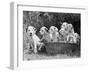 Six of the Puppies are Crowded in the Basket the Seventh is the Clever One as He Sits Outside It-Thomas Fall-Framed Photographic Print