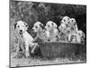 Six of the Puppies are Crowded in the Basket the Seventh is the Clever One as He Sits Outside It-Thomas Fall-Mounted Photographic Print