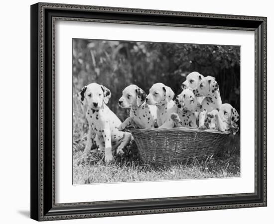 Six of the Puppies are Crowded in the Basket the Seventh is the Clever One as He Sits Outside It-Thomas Fall-Framed Photographic Print