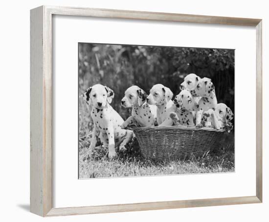 Six of the Puppies are Crowded in the Basket the Seventh is the Clever One as He Sits Outside It-Thomas Fall-Framed Photographic Print