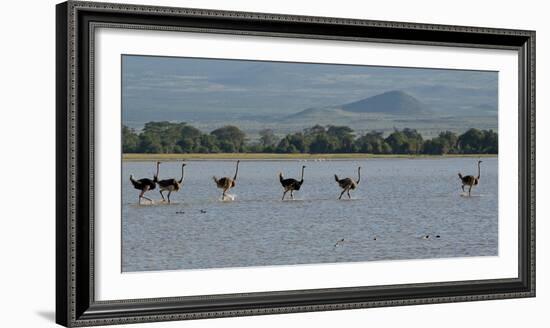 Six Ostriches Amboseli-Charles Bowman-Framed Photographic Print