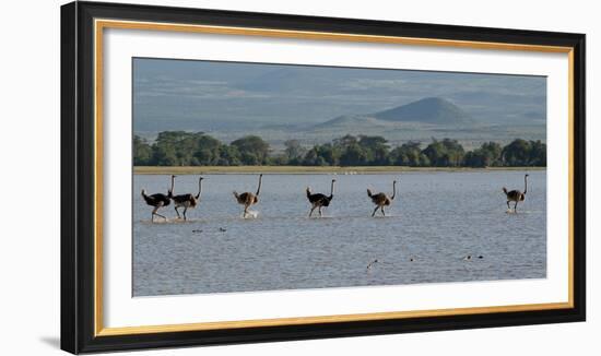 Six Ostriches Amboseli-Charles Bowman-Framed Photographic Print