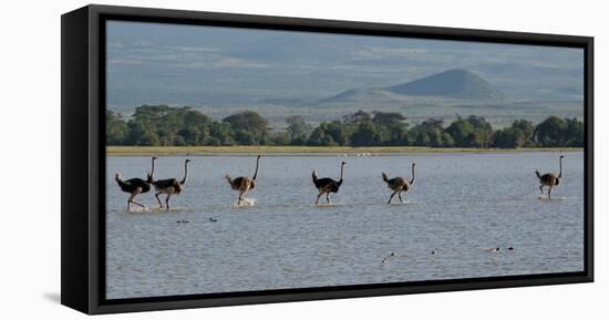 Six Ostriches Amboseli-Charles Bowman-Framed Stretched Canvas