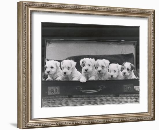 Six Puppies-Thomas Fall-Framed Photographic Print