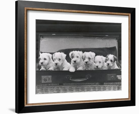 Six Puppies-Thomas Fall-Framed Photographic Print