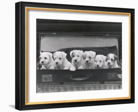 Six Puppies-Thomas Fall-Framed Photographic Print