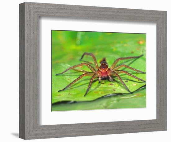 Six Spotted Fishing Spider Feeding on Fly, Pennsylvania, USA-David Northcott-Framed Photographic Print