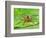 Six Spotted Fishing Spider Feeding on Fly, Pennsylvania, USA-David Northcott-Framed Photographic Print