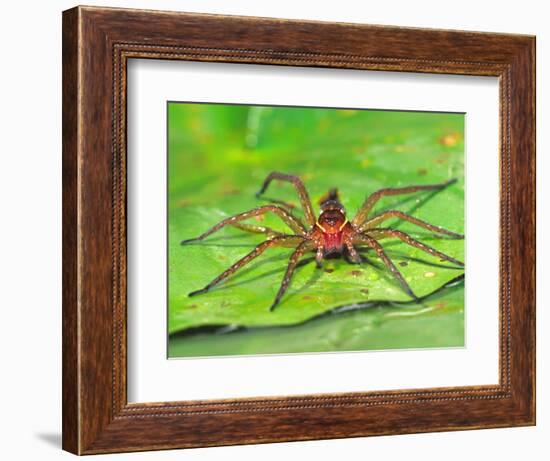 Six Spotted Fishing Spider Feeding on Fly, Pennsylvania, USA-David Northcott-Framed Photographic Print