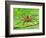 Six Spotted Fishing Spider Feeding on Fly, Pennsylvania, USA-David Northcott-Framed Photographic Print