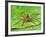Six Spotted Fishing Spider Feeding on Fly, Pennsylvania, USA-David Northcott-Framed Photographic Print