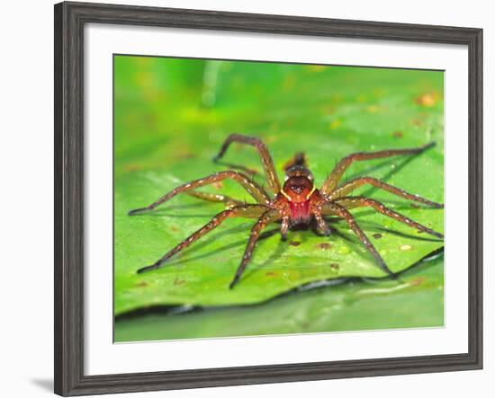 Six Spotted Fishing Spider Feeding on Fly, Pennsylvania, USA-David Northcott-Framed Photographic Print