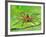 Six Spotted Fishing Spider Feeding on Fly, Pennsylvania, USA-David Northcott-Framed Photographic Print