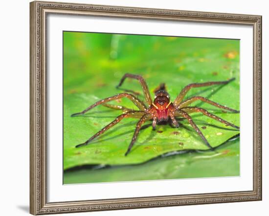 Six Spotted Fishing Spider Feeding on Fly, Pennsylvania, USA-David Northcott-Framed Photographic Print