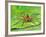 Six Spotted Fishing Spider Feeding on Fly, Pennsylvania, USA-David Northcott-Framed Photographic Print