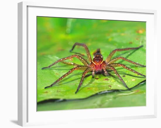 Six Spotted Fishing Spider Feeding on Fly, Pennsylvania, USA-David Northcott-Framed Photographic Print