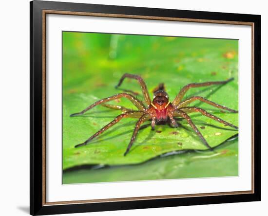 Six Spotted Fishing Spider Feeding on Fly, Pennsylvania, USA-David Northcott-Framed Photographic Print