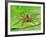 Six Spotted Fishing Spider Feeding on Fly, Pennsylvania, USA-David Northcott-Framed Photographic Print