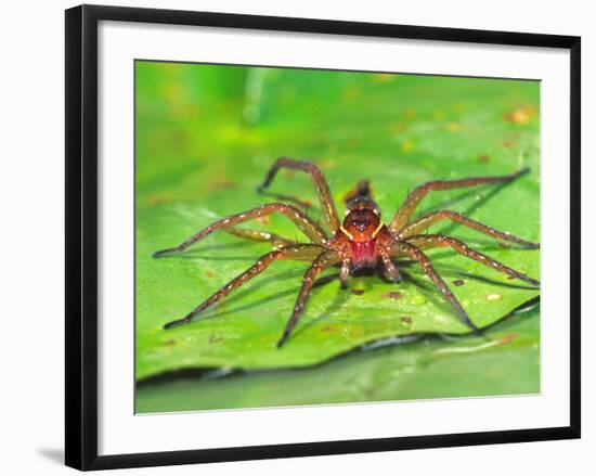 Six Spotted Fishing Spider Feeding on Fly, Pennsylvania, USA-David Northcott-Framed Photographic Print