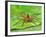 Six Spotted Fishing Spider Feeding on Fly, Pennsylvania, USA-David Northcott-Framed Photographic Print