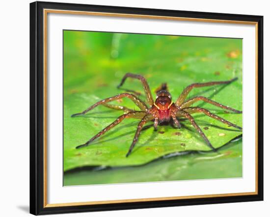 Six Spotted Fishing Spider Feeding on Fly, Pennsylvania, USA-David Northcott-Framed Photographic Print