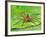 Six Spotted Fishing Spider Feeding on Fly, Pennsylvania, USA-David Northcott-Framed Photographic Print