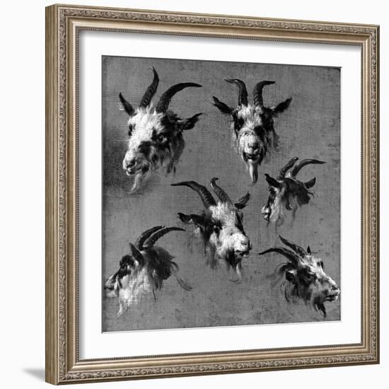 Six Studies of Goat Heads-Nicolaes Pietersz. Berchem-Framed Giclee Print