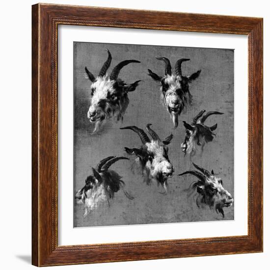 Six Studies of Goat Heads-Nicolaes Pietersz. Berchem-Framed Giclee Print