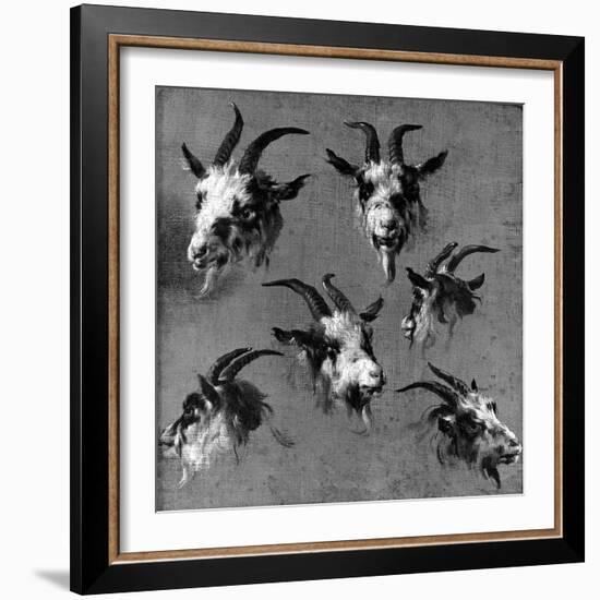 Six Studies of Goat Heads-Nicolaes Pietersz. Berchem-Framed Giclee Print