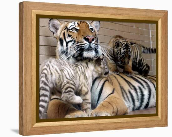 Six-Year-Old Bengal Tigress Rosi-null-Framed Premier Image Canvas