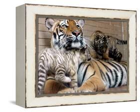 Six-Year-Old Bengal Tigress Rosi-null-Framed Premier Image Canvas