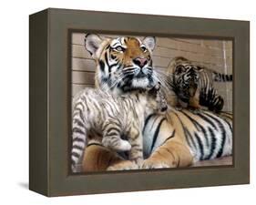 Six-Year-Old Bengal Tigress Rosi-null-Framed Premier Image Canvas