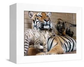 Six-Year-Old Bengal Tigress Rosi-null-Framed Premier Image Canvas