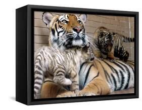 Six-Year-Old Bengal Tigress Rosi-null-Framed Premier Image Canvas