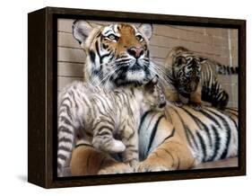 Six-Year-Old Bengal Tigress Rosi-null-Framed Premier Image Canvas