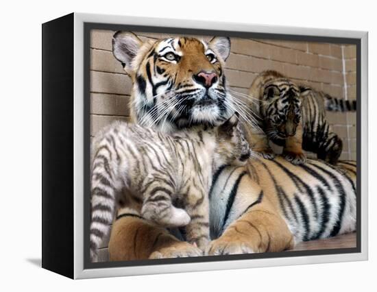 Six-Year-Old Bengal Tigress Rosi-null-Framed Premier Image Canvas