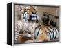 Six-Year-Old Bengal Tigress Rosi-null-Framed Premier Image Canvas
