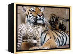 Six-Year-Old Bengal Tigress Rosi-null-Framed Premier Image Canvas