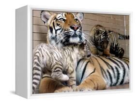 Six-Year-Old Bengal Tigress Rosi-null-Framed Premier Image Canvas