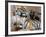 Six-Year-Old Bengal Tigress Rosi-null-Framed Photographic Print