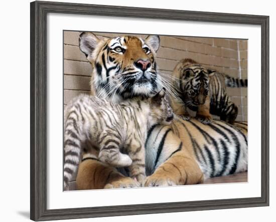 Six-Year-Old Bengal Tigress Rosi-null-Framed Photographic Print