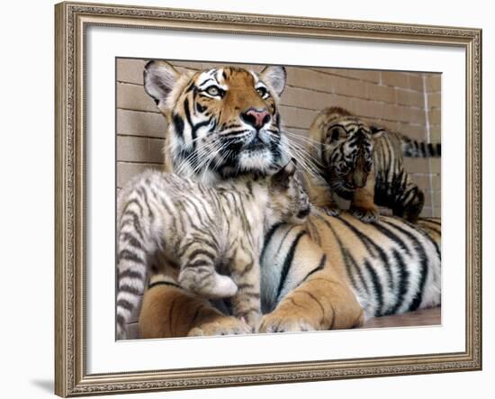 Six-Year-Old Bengal Tigress Rosi-null-Framed Photographic Print