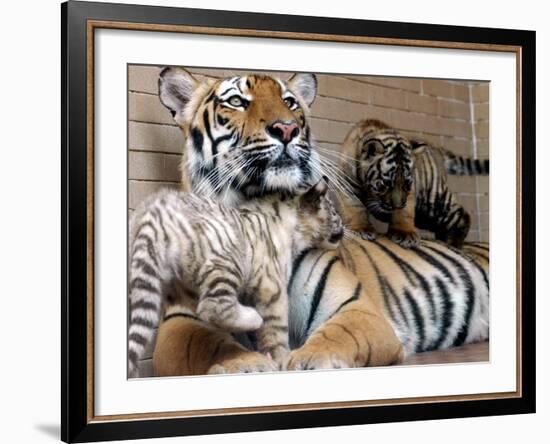 Six-Year-Old Bengal Tigress Rosi-null-Framed Photographic Print