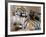 Six-Year-Old Bengal Tigress Rosi-null-Framed Photographic Print